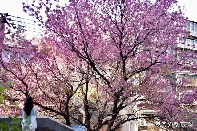 冬日美景在五华｜在暖冬赴一场粉色的冬樱花之约