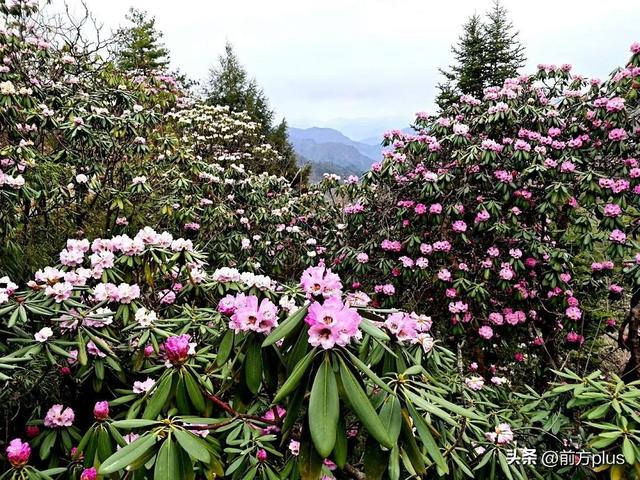 镇安：2万余亩高山杜鹃迎来盛放期