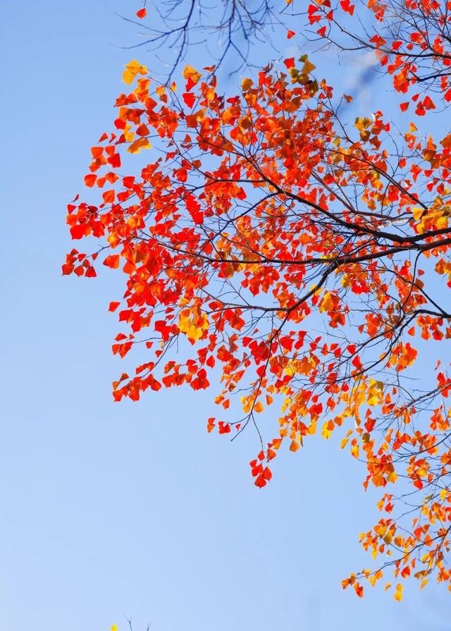 【多图预警！】这里不是5A景区，是鲁南制药！