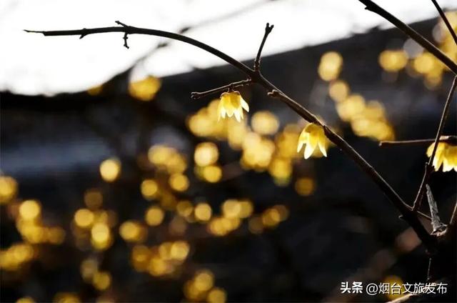 【乐游烟台】周末好去处丨全是花花！烟台神仙小店被花包围了