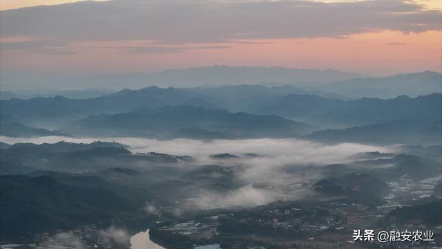 广西融安：朝霞晨雾绘山村美景