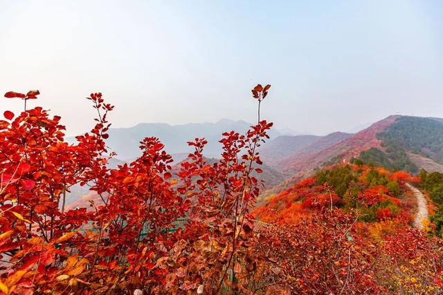 层林尽染引客来～“红叶经济”红透浅山富了乡邻
