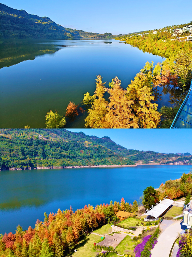 重庆的初冬浪漫，被这里的水杉林卷疯了！