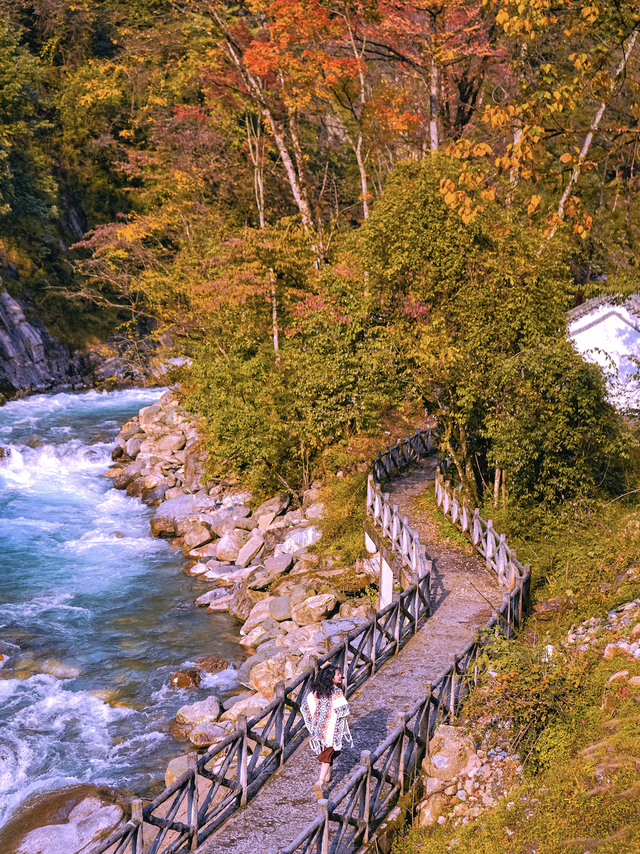 喇叭河红叶巅峰期打卡攻略，彩林秘境+野生萌兽，秋假带娃研学首选！