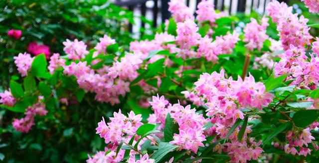 一种被名字耽误的花，优秀到没“缺点”，因名字奇怪。没啥人知道