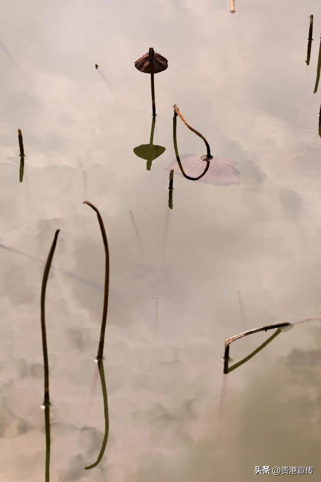 速收藏！贵港十二月赏花地图出炉，这些绝美机位拍出氛围感大片