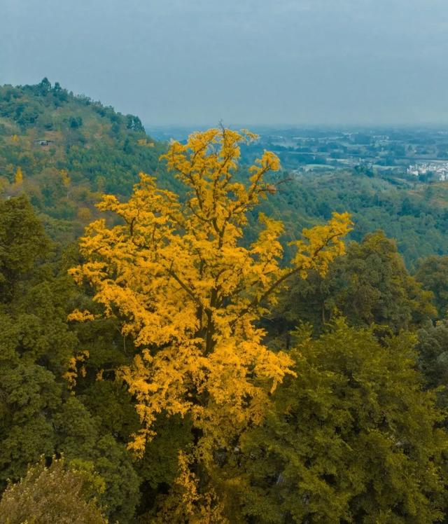 彭州这条“世界级”徒步线，走起！