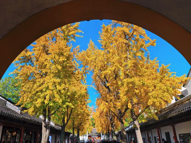 银杏鎏金，满城秋意关不住