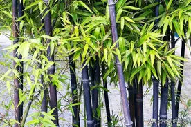 庭院的竹子不是乱种的 试试这几种竹子图片