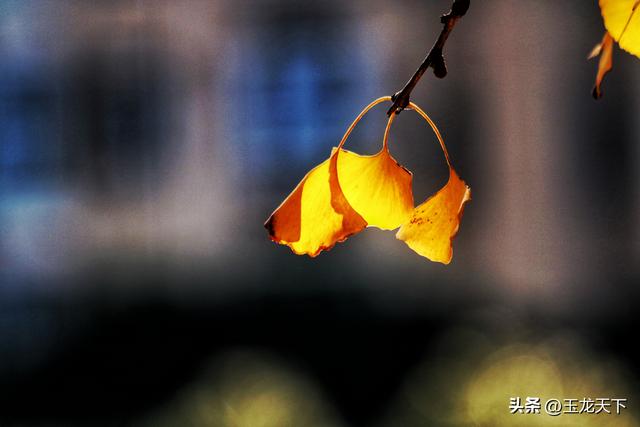 散文丨古银杏树下