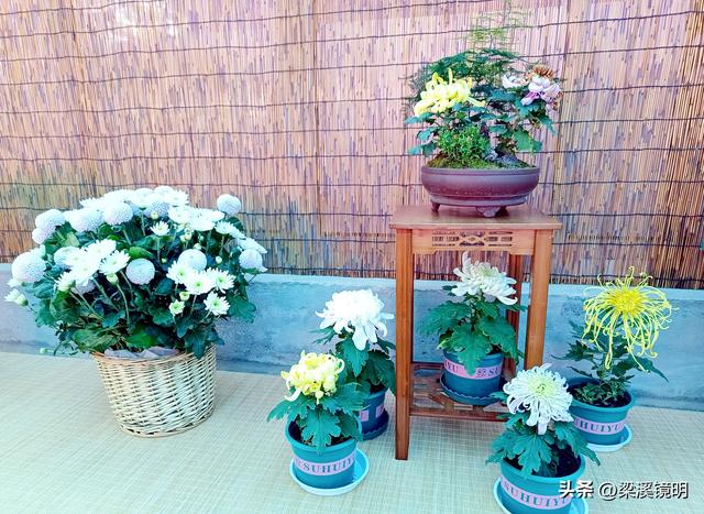 “中山秋韵，菊映盛世”，赏菊南京中山植物园（下）