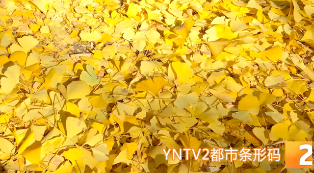 “金毯”已铺！云大这条网红大道的浪漫，藏着一份宠爱