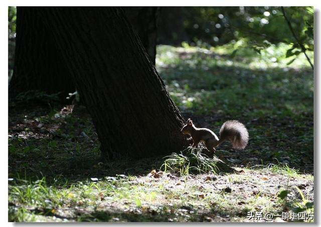 沈阳东陵郊野公园“精灵”出没