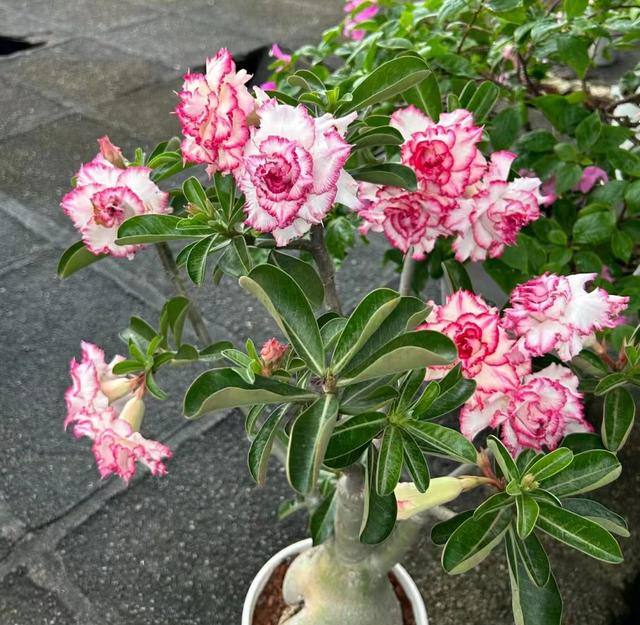 养了20年的沙漠玫瑰，如今被我扔在了大街上，原因有4点