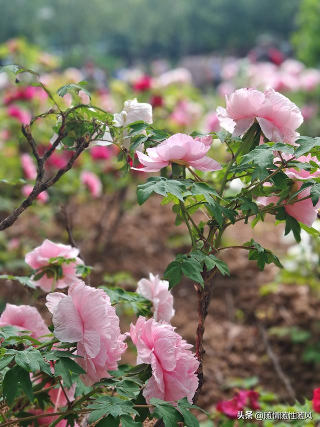 身为洛阳人，年年去牡丹园看花