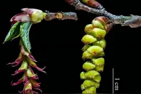 地球独子：全球仅剩一株！为拯救它，中国用火箭送它去往太空图片