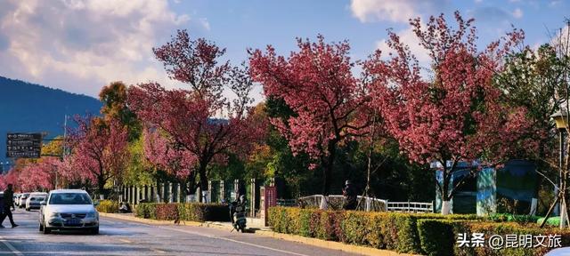 美炸！美炸！全国裹貂我赏樱！昆明最全冬樱赏花攻略来了，周末快冲~