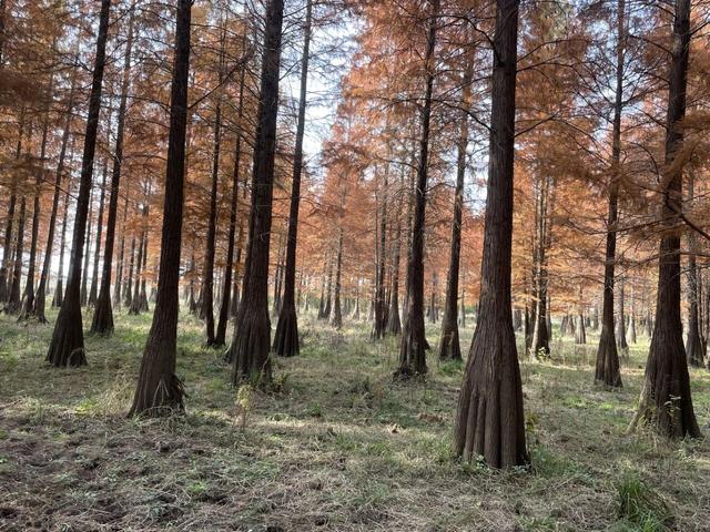 骑游来安半塔釜山水库池杉林生态园攻略