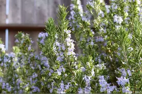 阳台必养3种“香料花”！开花美如画，随手摘几片炖肉香翻天！图片