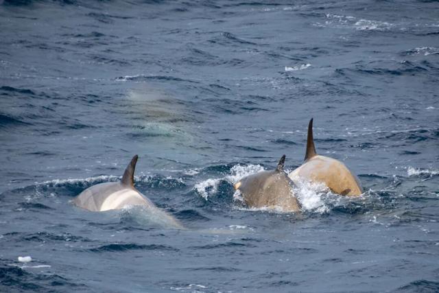 一生一次，2027年出发！41天南极半岛包船登陆，南美4国狂野自驾