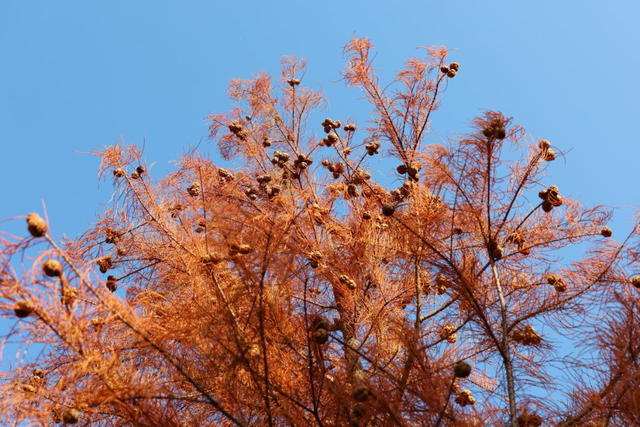 含“金”量还在上升！速冲→