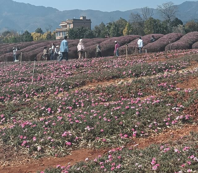 大年初三逛抚仙湖：环湖一日游，山水祈福、花海满载，年味与治愈
