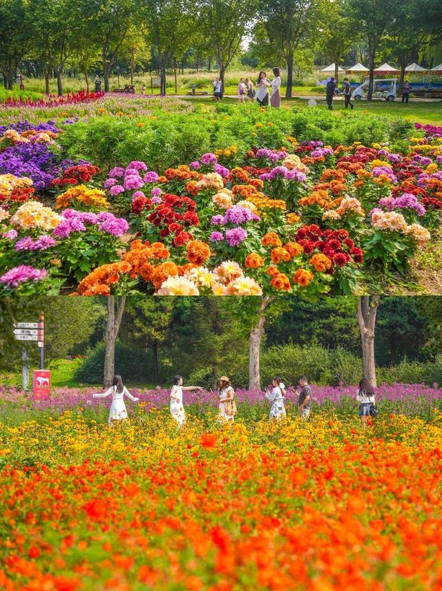 上新！10万㎡花海，秋日绝美打卡地来了