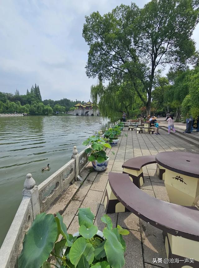 扬州廋西湖，挺拔的池杉，狭长的小湖，翠绿的垂柳，碧绿的何花
