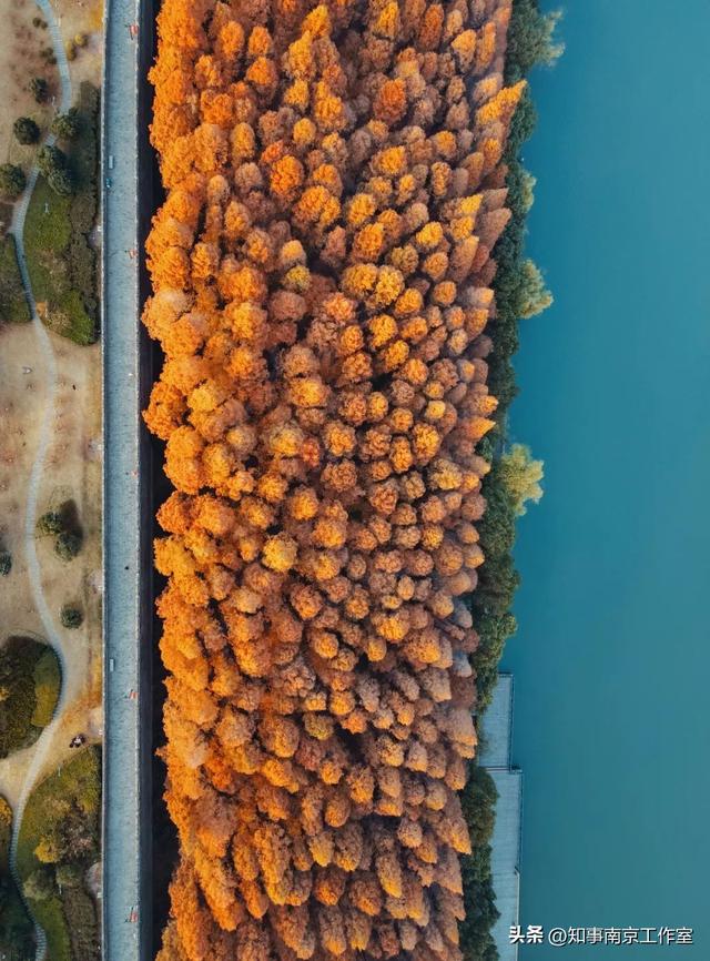 51张照片告诉你，南京的秋天有多美！