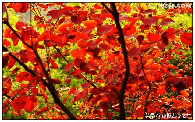 山东行游影记（19）—济南红叶谷
