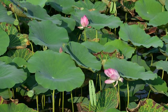 山东泰安东平稻屯洼湿地公园的荷花仙子