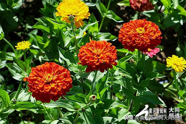 大同：以“清凉夏都”之名，邀您共赴夏日清爽之约