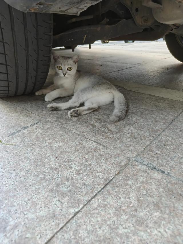 秋风起，栾花入梦来