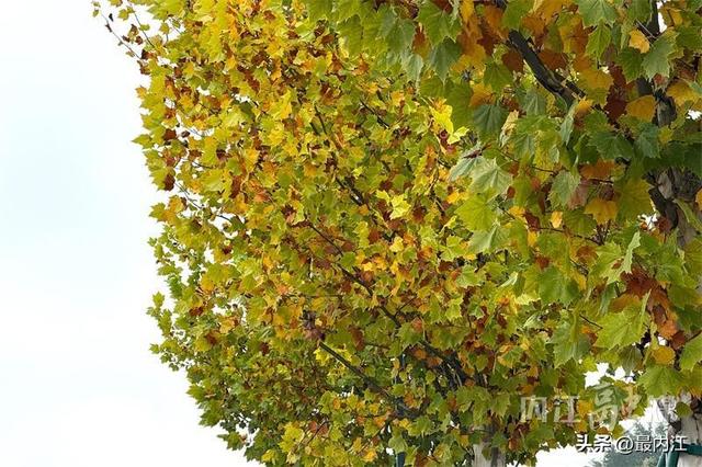 初冬限定美景！内江栖霞路梧桐刷屏