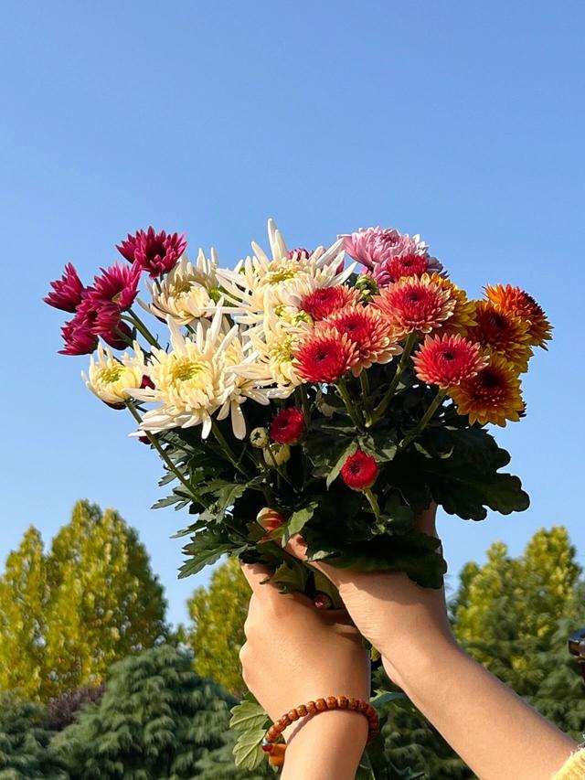 塘坊李的菊花开疯了