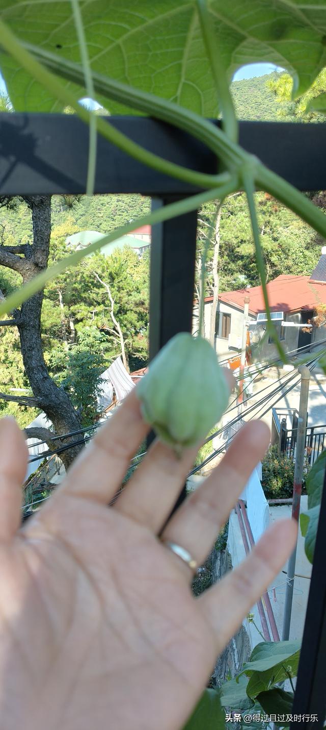 庐山游记-01来庐山，心悠然