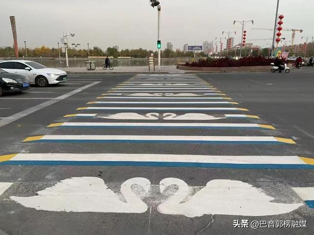 库尔勒的斑马线上“游”出了一群天鹅