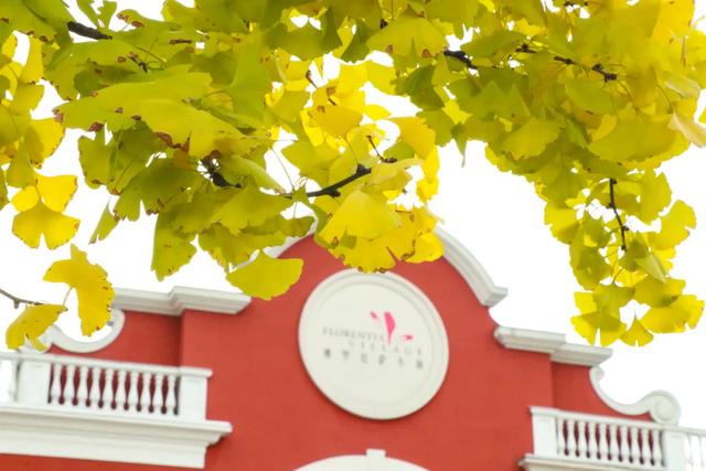 好看!好拍!郫都银杏打卡攻略→