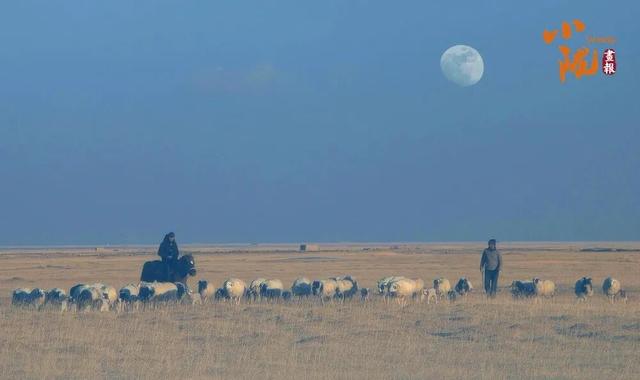 阿克塞：生灵为笔 写就草原冬日生态诗篇