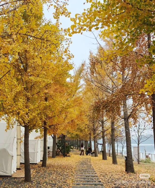 最适合拍银杏的地方！ 临沂十个0元打卡点，抓住今年最后的金色风暴！