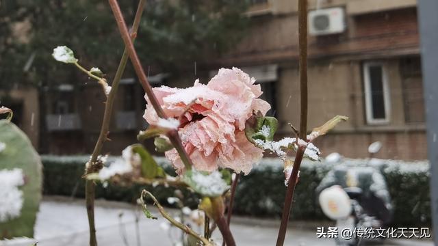 2025年北京冬天第一场雪后随手拍的小情小景，打动您了吗