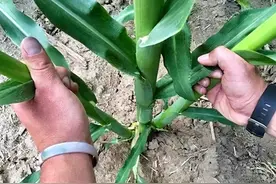 掰掉玉米“丫子”到底对不对？别再争了，讲科学种庄稼才不迷路图片