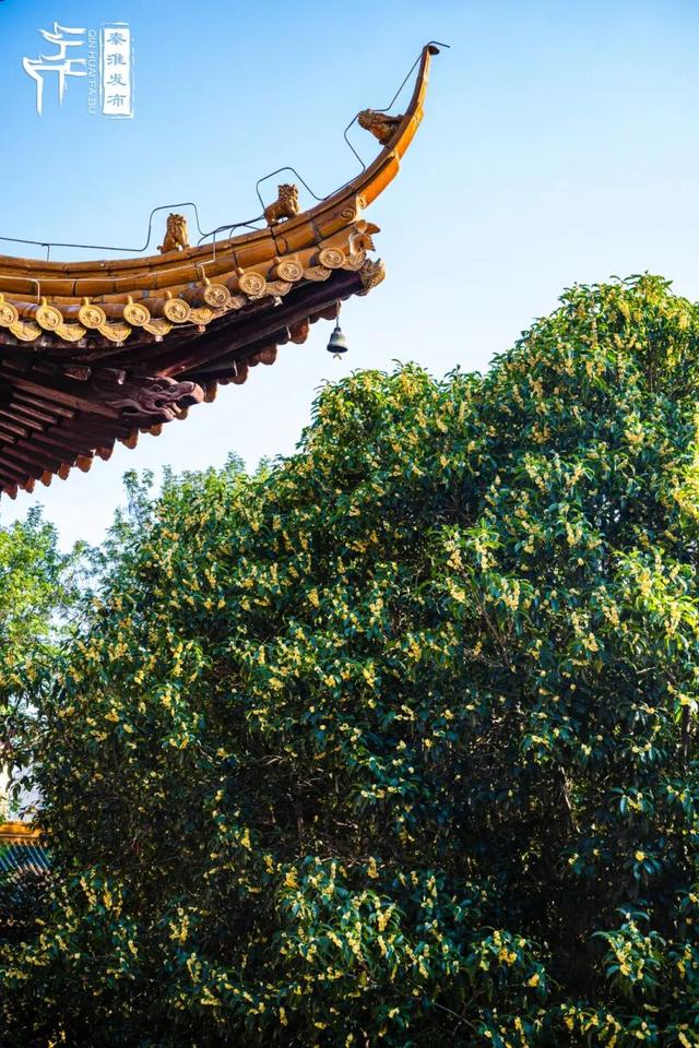 花样秦淮｜秋桂