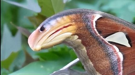 仅2只！云南发现正在交配的“蛇头蛾”	，路过的人吓得一哆嗦