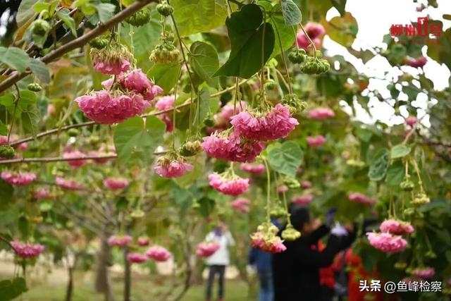 柳州下“花”了！粉色花海铺满人行道，还有“红色瀑布”超出片~回暖在这天→