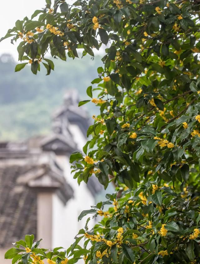 香！吴中今年“第一桂”开了