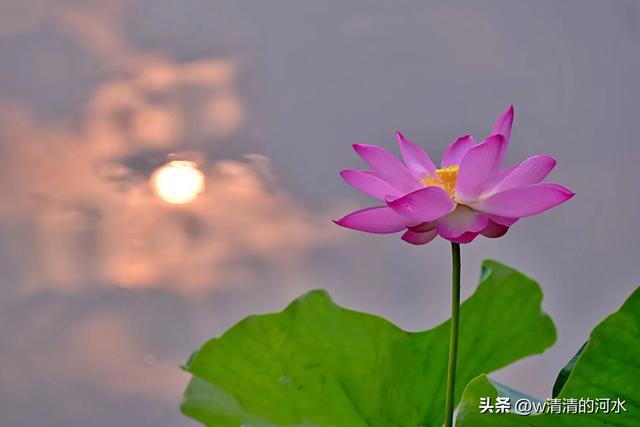 荷花是夏季里最曼妙的风景
