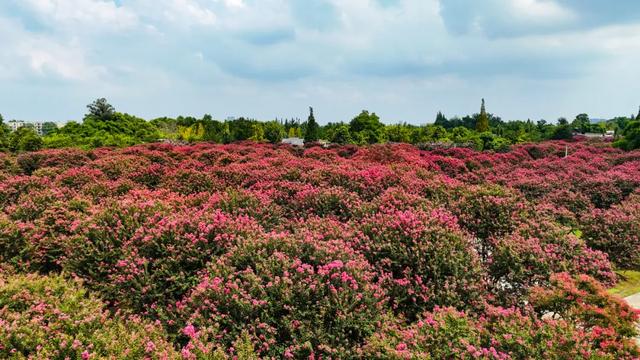 郫都这片“百日红”花海进入最美时刻！免费入园，错过等一年！