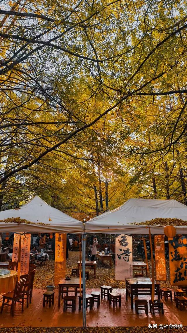 金色童话！腾冲千年银杏村，巷陌皆染秋光醉