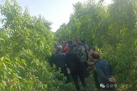 桃树栽植在重茬地苗咋管理图片